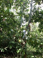 /album/ile-anaconda/a100-0633-jpg/