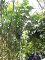 /album/ile-anaconda/a100-0638-jpg/