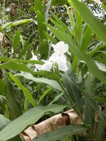 /album/ile-anaconda/a100-0650-jpg/