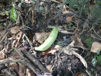 /album/ile-anaconda/a100-0655-jpg/