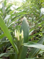 /album/ile-anaconda/a100-0669-jpg/