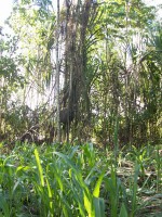 /album/ile-anaconda/a100-0673-jpg/