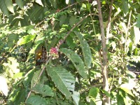 /album/ile-anaconda/a100-0675-jpg/