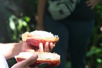 /album/ile-anaconda/img-8133-jpg/