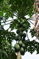 /album/ile-anaconda/img-8149-jpg/