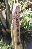 /album/ligne-equinoxiale/img-7916-jpg/