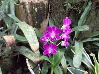 /album/jardin-botanique/a100-1362-jpg/