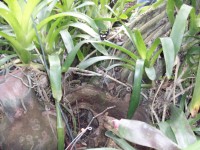 /album/jardin-botanique/a100-1364-jpg/