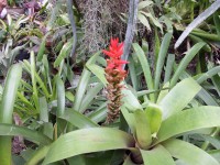 /album/jardin-botanique/a100-1368-jpg/