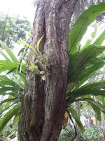 /album/jardin-botanique/a100-1370-jpg/