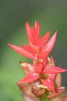 /album/jardin-botanique/img-8822-jpg/