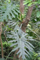 /album/jardin-botanique/img-8830-jpg/