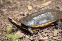 /album/jardin-botanique/img-8857-jpg/