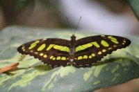 /album/jardin-botanique/img-8858-jpg/