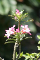 /album/jardin-botanique/img-8867-jpg/