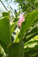 /album/jardin-botanique/img-8880-jpg/