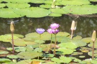 /album/jardin-botanique/img-8882-jpg/