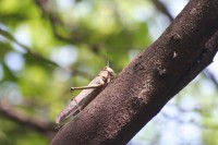 /album/jardin-botanique/img-8898-jpg/