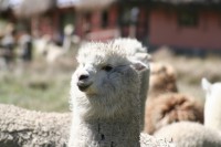 /album/restaurant-chimborazo/img-8560-jpg/