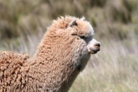 /album/restaurant-chimborazo/img-8561-jpg/