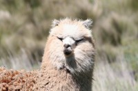 /album/restaurant-chimborazo/img-8562-jpg/