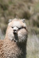 /album/restaurant-chimborazo/img-8563-jpg/