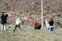 /album/restaurant-chimborazo/img-8564-jpg/