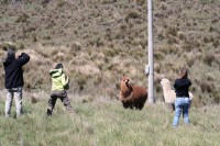 /album/restaurant-chimborazo/img-8565-jpg/