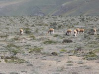 /album/volcan-chimborazo/a100-1081-jpg/